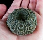 Indrukwekkende zee-egel, 47 mm!!! - Uitzonderlijk formaat, Verzamelen, Mineralen en Fossielen