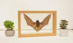 Painted Vesper Bat - framed Taxidermie volledige montage -