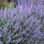 Nepeta faas. Six Hills Giant - Potmaat 9x9 cm, Tuin en Terras, Planten | Tuinplanten, Ophalen of Verzenden