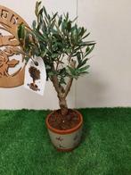 Olijf bonsai (Olea europaea) - Hoogte (boom): 45 cm - Diepte