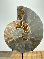 Ammoniet - Gefossiliseerde schelp - Aioloceras (Cleoniceras)
