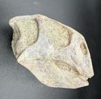 Dinosaurus - Fossiele schedel - Psittacosaurus sp. - 8.5 cm