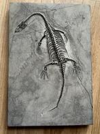 Zeereptiel - Gefossiliseerd dier - Keichousaurus - 15.3 cm -