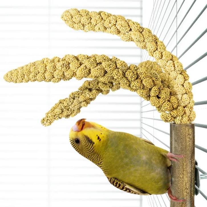 Bamboo Grass keeper - Overig    - Benodigdheden    - Overig, Dieren en Toebehoren, Vogels | Toebehoren, Nieuw, Verzenden