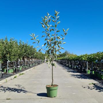 Appelboom | Voorraad direct op eigen kwekerij | BETUWEBOMEN beschikbaar voor biedingen