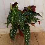 Kamerplant Begonia Maculata met stip Begoniaceae, Verzenden