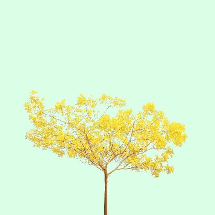 Téber - Araguaney (Mint), Antiek en Kunst, Kunst | Designobjecten