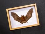 Painted Vesper Bat - framed Taxidermie volledige montage -, Nieuw