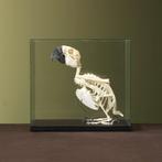 Blauw-Gele Ara Skelet Taxidermie Opgezette Dieren By Max, Verzamelen, Dierenverzamelingen, Ophalen of Verzenden, Nieuw, Vogel
