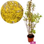 Chinees klokje Forsythia intermedia Lynwood +, Tuin en Terras, Verzenden