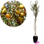 Argania spinosa + pot 23cm, Verzenden, Volle zon