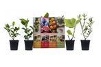 Set van 4 Mediterrane planten (20 - 40 cm), Tuin en Terras, Planten | Tuinplanten