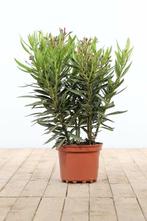 Oleander Nerium Oleander Struik Rose 50-60 Pot