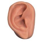 Anatomie model acupunctuur oor rechts, Nieuw