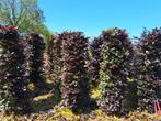 Haagelementen Beukenhaag, Carpinus Fagus Bezorging mogelijk, Tuin en Terras, Planten | Struiken en Hagen, Ophalen of Verzenden