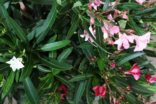 Oleander Nerium Oleander Struik Rood/Wit/Rose 80-100 Pot, Tuin en Terras, Planten | Tuinplanten