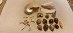 Gefossiliseerde schelp - Collection exceptionnelle de