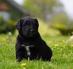 Friese Stabij pups x Golden Retriever pups met garantie, Parvo, Meerdere, 8 tot 15 weken, Meerdere dieren