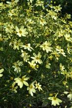 Meisjesogen Coreopsis verticillata Moonbeam Pot