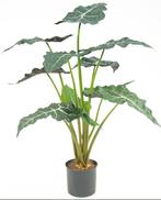 Kunstplant Alocasia  | 67cm, Ophalen, Nieuw