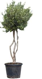 Olijfboom meerstammig Olea europaea 187,5 cm - Warentuin Nat, Tuin en Terras, Planten | Bomen, Verzenden