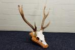 Sika Deer Schedel met gewei - Cervus nippon - 40 cm - 50 mm, Nieuw