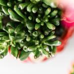 Kolibri Greens | set van 4 succulenten - groene planten - po, Verzenden, Nieuw