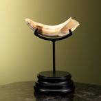 Nijlpaard Slagtand Taxidermie Opgezette Dieren By Max, Ophalen of Verzenden, Nieuw, Wild dier, Opgezet dier