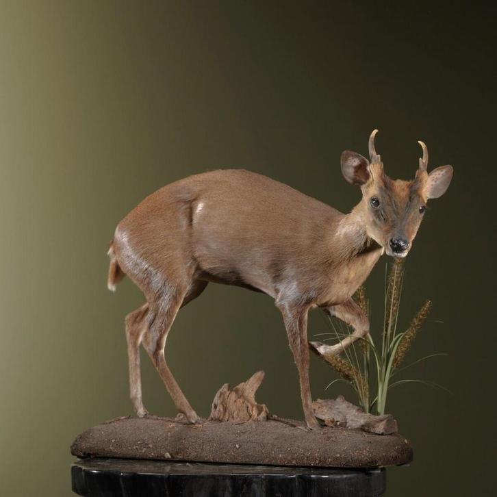 Chinese Muntjak Taxidermie Opgezette Dieren By Max, Verzamelen, Dierenverzamelingen, Opgezet dier, Nieuw, Wild dier, Ophalen of Verzenden