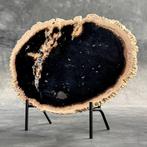 -C- Indrukwekkende schijf van versteend palmwortel op een op, Antiek en Kunst