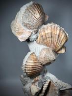 Zeldzaam fossielblok uit de onderste pliocene periode uit, Verzamelen, Mineralen en Fossielen