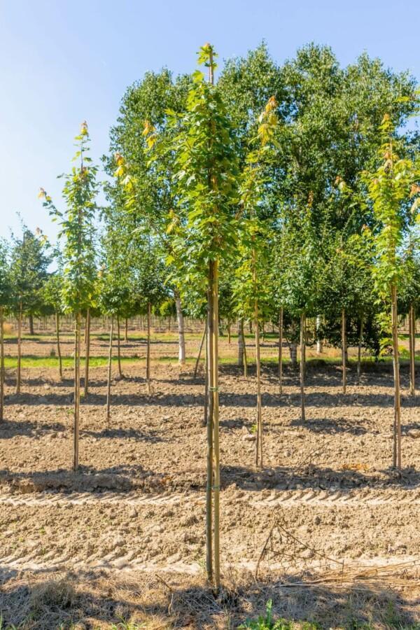 Acer x freemanii hoogstam 10/12, Tuin en Terras, Planten | Tuinplanten