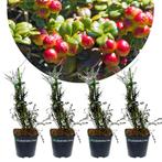 Vaccinium macr ‘Howes’ + Pot 9cm 4 stuks, Verzenden, Volle zon