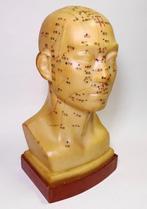 Lesmateriaal - Shanghai Specimen Model Factory ( ) -