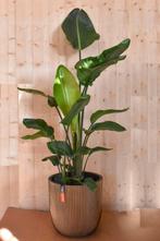 Strelitzia in gouden pot groove, Huis en Inrichting, Kamerplanten, Verzenden