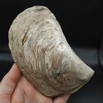 Grote tweekleppigen met parelmoer schelp - Gefossiliseerd, Verzamelen
