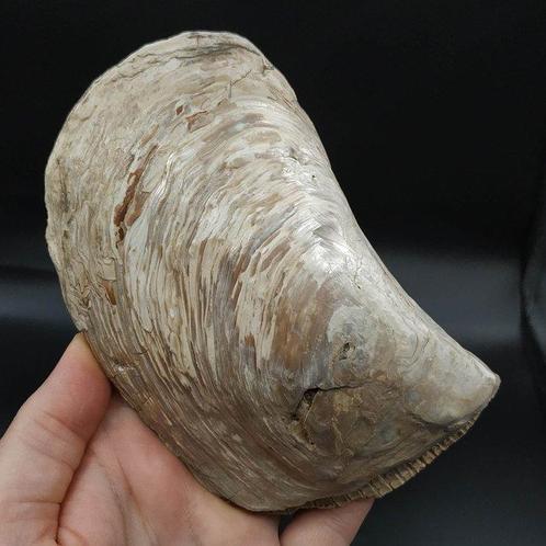 Grote tweekleppigen met parelmoer schelp - Gefossiliseerd, Verzamelen, Mineralen en Fossielen