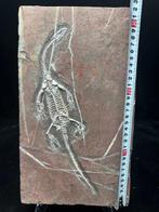 Fossiele plaatmatrix - BIG Keichousaurus sp. - 32.5 cm -, Verzamelen