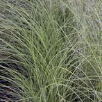 Miscanthus sinensis ‘Gracillimus’ - Potmaat 2 liter, Ophalen of Verzenden