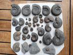 Ammoniet - Fossiele matrix, Verzamelen, Mineralen en Fossielen