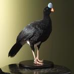 Helmhokko Taxidermie Opgezette Dieren By Max, Verzamelen, Ophalen of Verzenden, Nieuw, Vogel, Opgezet dier