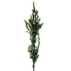 Goudiep - Ulmus hollandica Wredei - Omtrek: 14-18 cm | Hoogt, Tuin en Terras, Ophalen of Verzenden
