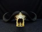 Large Cape Buffalo Schedel van een zoogdier - Syncerus, Nieuw