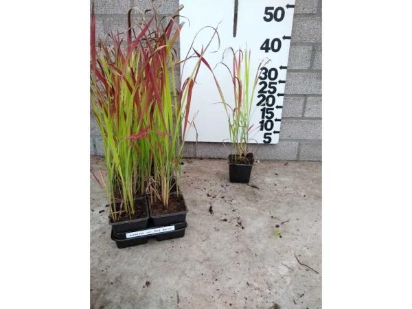 Veiling - 20x Japans bloedgras, Tuin en Terras, Gras en Kunstgras, Nieuw