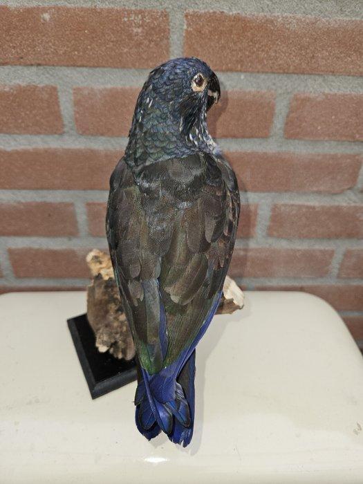 bronsvleugelmargrietje Taxidermie volledige montage - Pionus, Verzamelen, Dierenverzamelingen