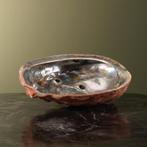 Abalone Schelp Parelmoer Taxidermie Opgezette Dieren By Max, Ophalen of Verzenden, Nieuw, Wild dier, Opgezet dier