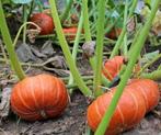 Marmito F1 Kabocha Buttercup 250 zaden, Hobby en Vrije tijd, Knutselen, Ophalen of Verzenden, Nieuw