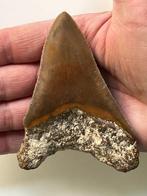 Megalodon tand 10 cm - Fossiele tand - Carcharocles