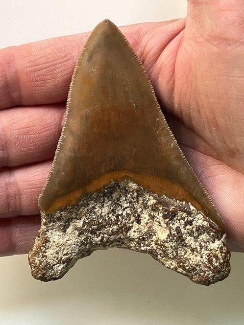 Megalodon tand 10 cm - Fossiele tand - Carcharocles, Verzamelen, Mineralen en Fossielen