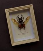 Kever Taxidermie volledige montage - Prosopocoilius, Nieuw